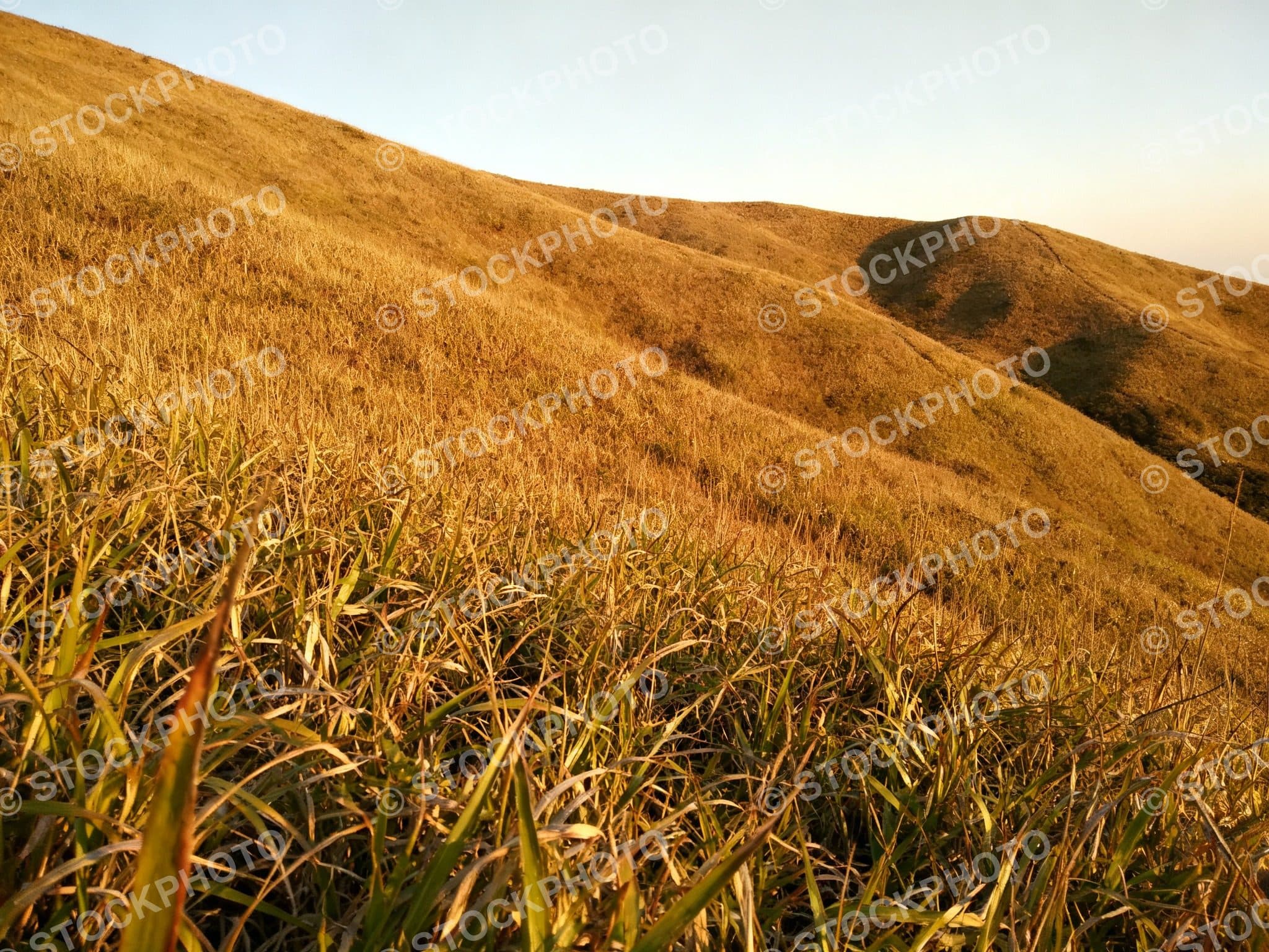 Remove watermark from photo: diagonal stock watermark erased — before Remove watermark from photo: diagonal stock watermark erased — before